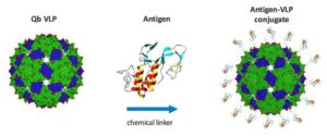 Die Cytos VLP-Plattform: Über einen chemischen Linker wird das Antigen an das virusähnliche Partikel gekoppelt.