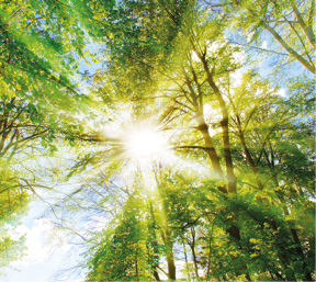 Sonne scheint durch Bäume im Wald