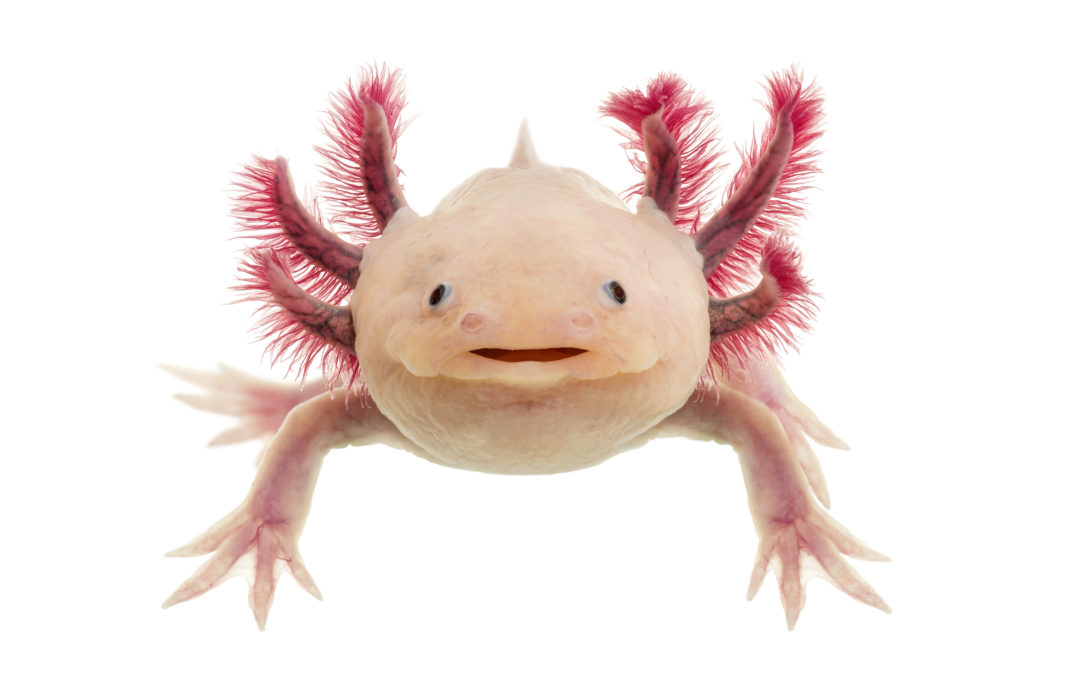 AXOLOTL: Unterstützung der „life-saver“ von morgen