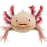 AXOLOTL: Unterstützung der „life-saver“ von morgen