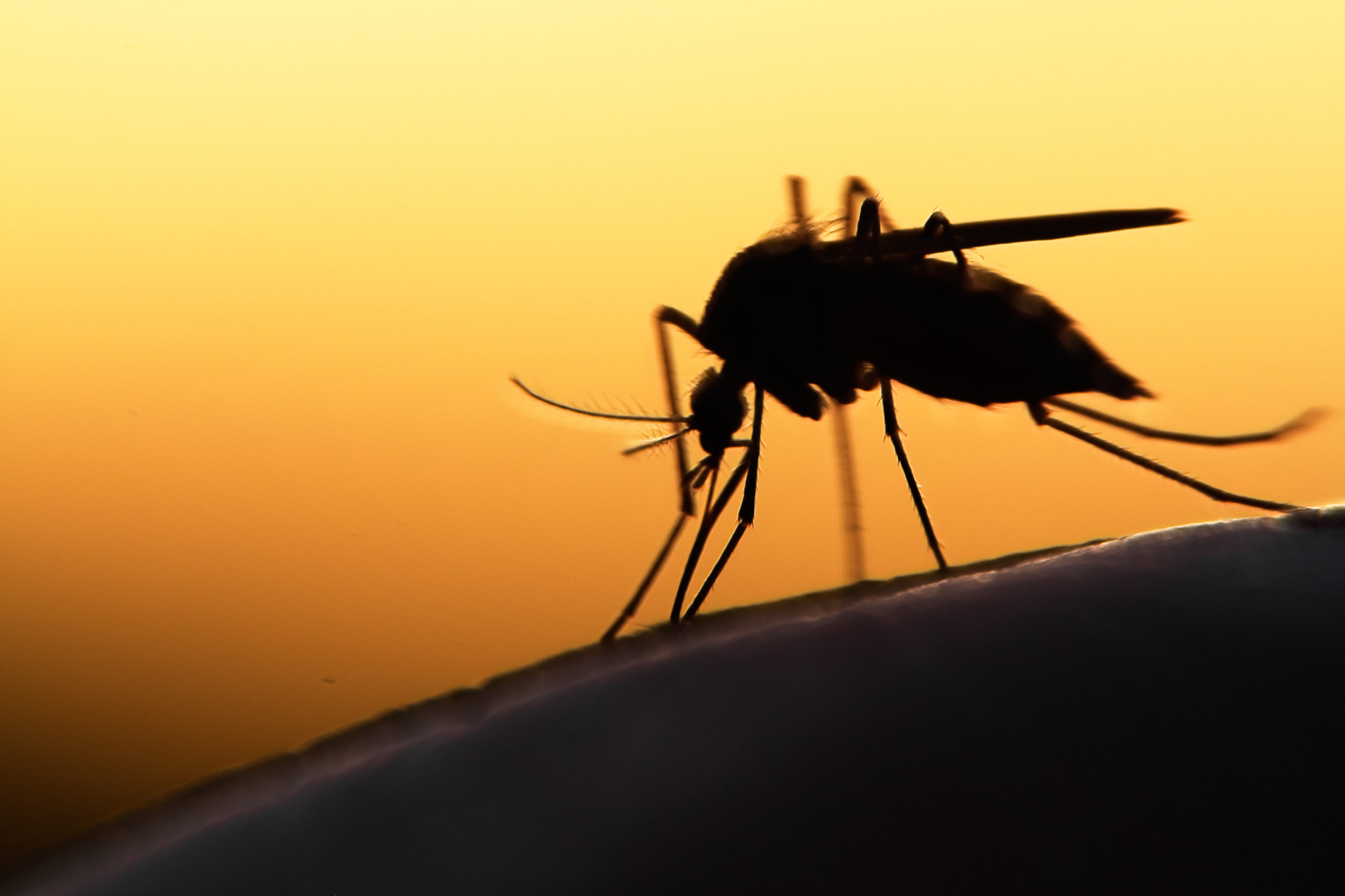 BioNTech ingin mengembangkan vaksin malaria pertama di dunia –