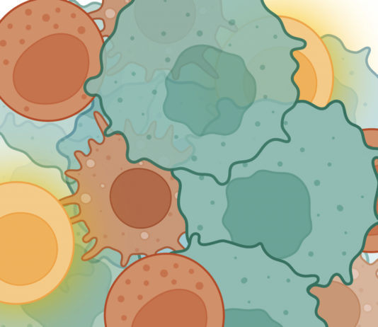 ImmunOs: Neue Strategien zur Immunmodulation