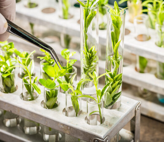 EU-Kommission legt Novelle des EU-Gentechnikrechts vor