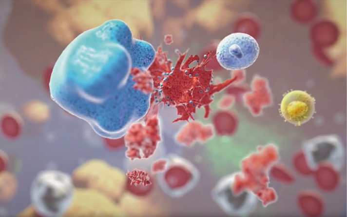 Tumorzelle nach ihrer Abtötung durch eine NK-Zelle (hellblau, rechts) mit Makrophagen, die die Zellreste beseitigen (blau, links). Das führt nachgelagert zur Aktivierung des adaptiven Immunsystems und seiner Zellen, z.B. der T-Zellen (gelb, rechts). Illustration. Copyright: Affimed