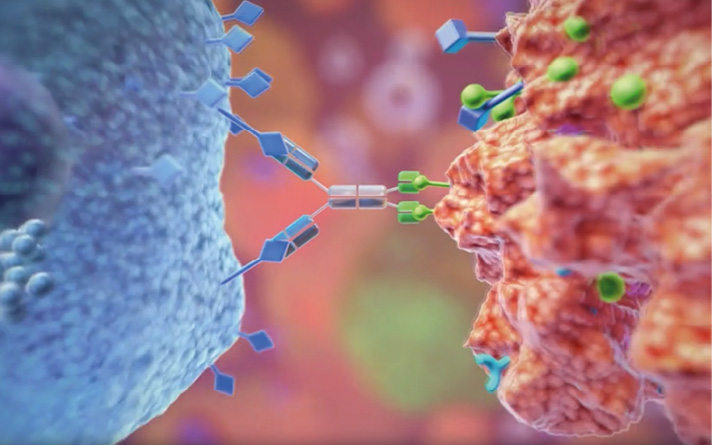ICE verbindet Zelle des angeborenen Immunsystems (links) mit Tumorzelle (rechts), um die Abtötung der Tumorzelle einzuleiten. Illustration. Copyright: Affimed