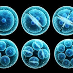 Symbolbild: Process division of cell. Copyright: frenta - stock.adobe.com
