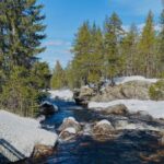 Das Bild zeigt eine natürliche Landschaft mit einem Fluss, der zwischen Felsen und Schnee entlang seiner Ufer fließt. Umgeben von einem dichten Wald aus hohen Nadelbäumen und einem klaren, blauen Himmel, strahlt die Szene Ruhe und malerische Schönheit aus. Es sind keine erkennbaren Figuren, Wahrzeichen oder Marken vorhanden.