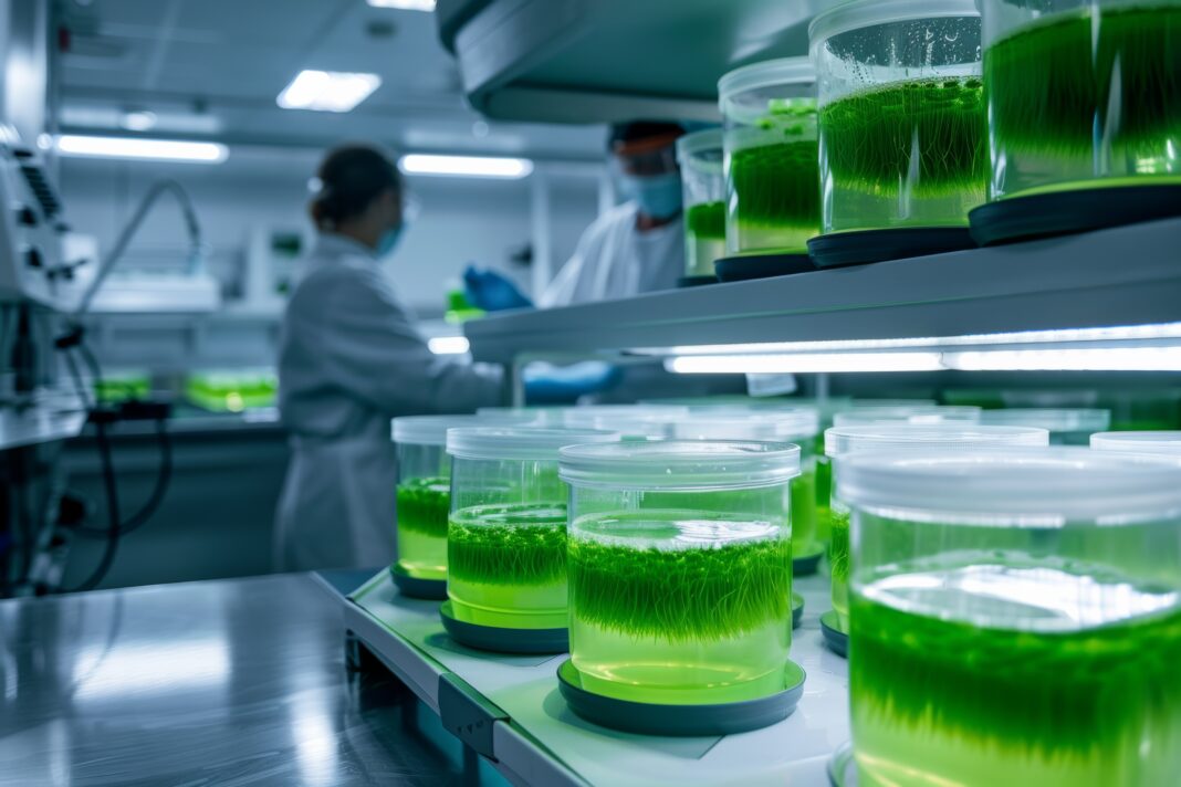 Symbolbild Algenforschung (scientists conducting experiments in microalgae laboratory, minimalist lab equipment and soft, diffused lighting, highlighting the meticulous research and scientific exploration in algae ... Photo generated with AI. Copyright: Dina - stock.adobe.com