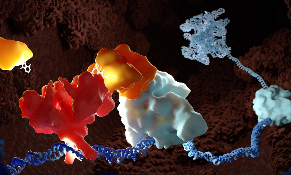 Grafik Copyright: QUANTRO Therapeutics GmbH