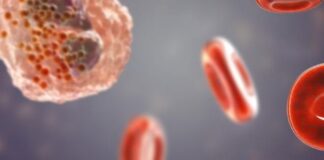 Illustration der ARTICE® Cells. Copyright: ARTCLINE GmbH