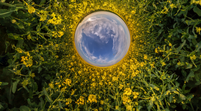High-Tech-Bioökonomie: Deutschlands Rückstand aufholen Symbolbild "bioeconomy" (blue sphere little planet inside yellow flowers rapeseed round frame background). Copyright: hiv360 - stock.adobe.com