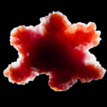 Organoid tissue. An organoid is a miniaturized and simplified version of an organ produced in vitro. Copyright: Juan Gärtner - stock.adobe.com