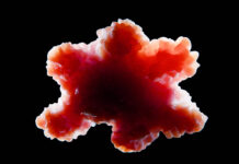 Organoid tissue. An organoid is a miniaturized and simplified version of an organ produced in vitro. Copyright: Juan Gärtner - stock.adobe.com