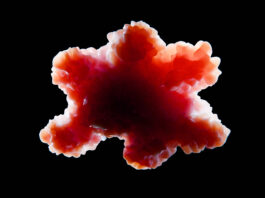 Organoid tissue. An organoid is a miniaturized and simplified version of an organ produced in vitro. Copyright: Juan Gärtner - stock.adobe.com
