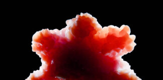 Organoid tissue. An organoid is a miniaturized and simplified version of an organ produced in vitro. Copyright: Juan Gärtner - stock.adobe.com