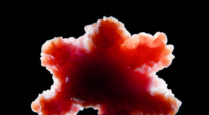 Organoid tissue. An organoid is a miniaturized and simplified version of an organ produced in vitro. Copyright: Juan Gärtner - stock.adobe.com
