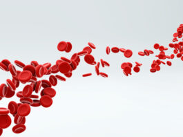 Red blood cells flowing through artery. Copyright: GLandStudio - stock.adobe.com