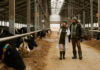 Symbolbild. Veterinarian telling how to take care of cows to farmer during their walk along big barn with cows in stall. AnnaStills - stock.adobe.com