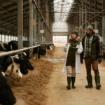 Symbolbild. Veterinarian telling how to take care of cows to farmer during their walk along big barn with cows in stall. AnnaStills - stock.adobe.com