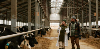 Symbolbild. Veterinarian telling how to take care of cows to farmer during their walk along big barn with cows in stall. AnnaStills - stock.adobe.com