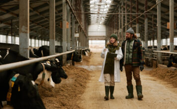 Symbolbild. Veterinarian telling how to take care of cows to farmer during their walk along big barn with cows in stall. AnnaStills - stock.adobe.com