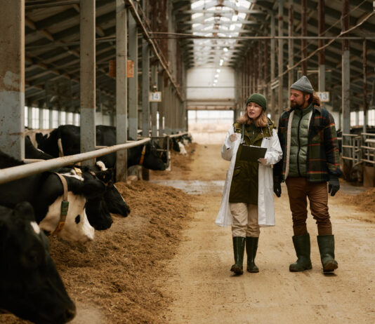 Symbolbild. Veterinarian telling how to take care of cows to farmer during their walk along big barn with cows in stall. AnnaStills - stock.adobe.com