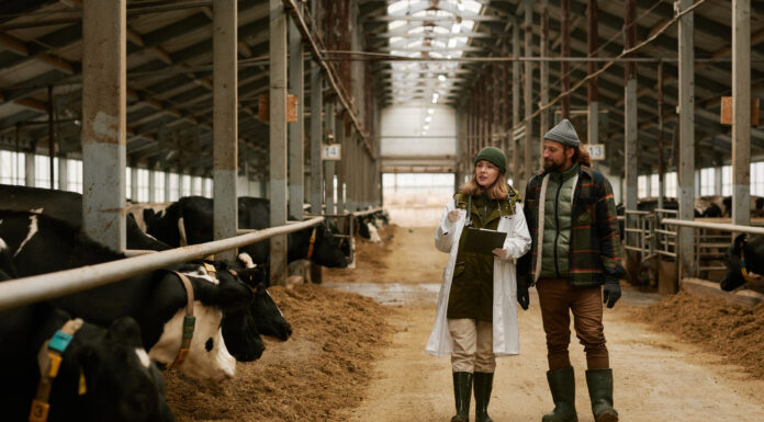 Symbolbild. Veterinarian telling how to take care of cows to farmer during their walk along big barn with cows in stall. AnnaStills - stock.adobe.com