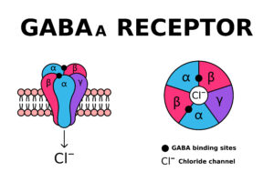 GABA receptor. GABAa receptors respond to the neurotransmitter gamma-aminobutyric acid. GABA is known for controlling anxiety, stress and fear. Receptor structure in cell membrane. Vector illustration. Copyright: Tasha Vector - stock.adobe.com