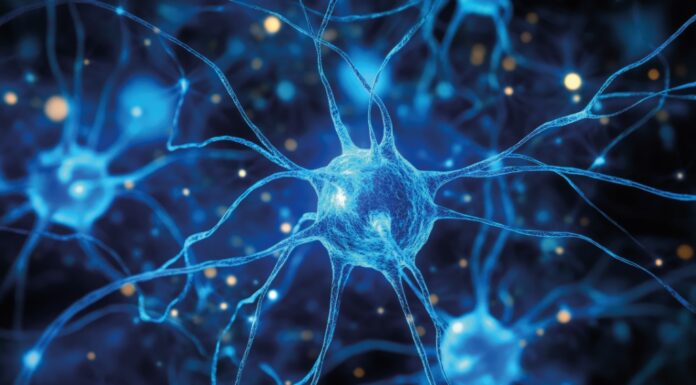 Newron: Zwischen zwei Polen