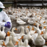 Symbolbild "Vogelgrippe". Copyright: Nelson - stock.adobe.com