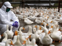 Vogelgrippe verlangt Tempo – und Investition Symbolbild "Vogelgrippe". Copyright: Nelson - stock.adobe.com