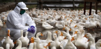 Symbolbild "Vogelgrippe". Copyright: Nelson - stock.adobe.com