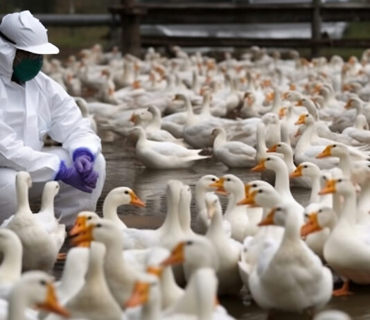 Vogelgrippe verlangt Tempo – und Investition Symbolbild "Vogelgrippe". Copyright: Nelson - stock.adobe.com