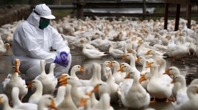 Symbolbild "Vogelgrippe". Copyright: Nelson - stock.adobe.com