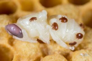 Varroa destructor) an einer Puppe im Bienenstock. Copyright: mirkograul - stock.adobe.com