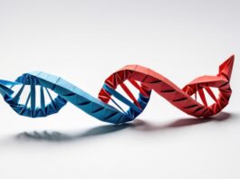 Symbolbild. "A vibrant representation of DNA showcasing creativity in origami art." Copyright: nose - stock.adobe.com