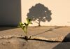 Symbolbild. Small plant growing from crack in concrete with tree shadow symbolizing hope, growth, dream and resilience. Copyright: Ajay - stock.adobe.com
