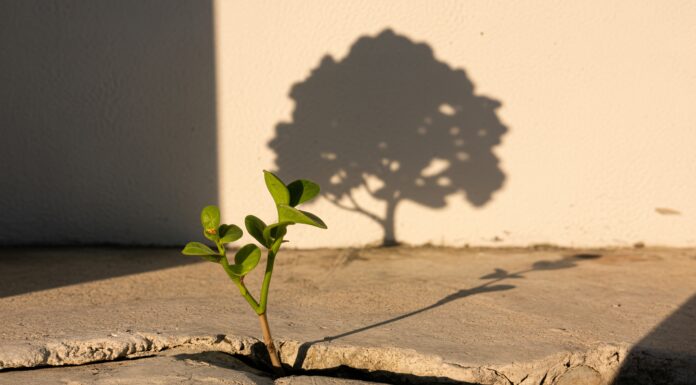 Symbolbild. Small plant growing from crack in concrete with tree shadow symbolizing hope, growth, dream and resilience. Copyright: Ajay - stock.adobe.com