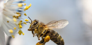 Biene im Anflug auf Blüte. Copyright: schankz - stock.adobe.com