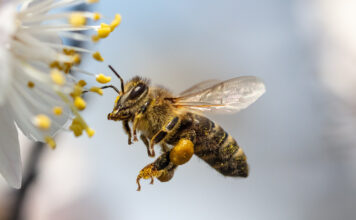 Case Study Varolis GmbH: Summen fürs Summen Biene im Anflug auf Blüte. Copyright: schankz - stock.adobe.com