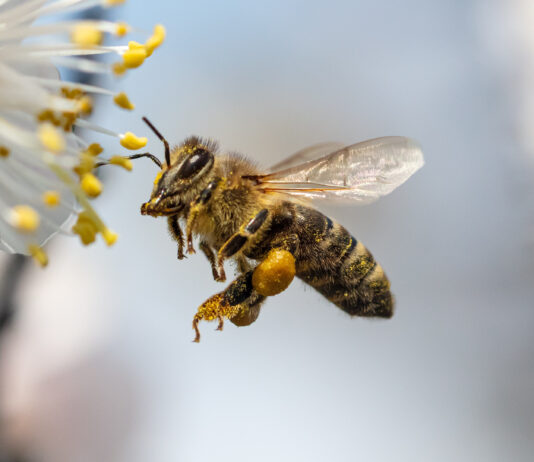 Case Study Varolis GmbH: Summen fürs Summen Biene im Anflug auf Blüte. Copyright: schankz - stock.adobe.com