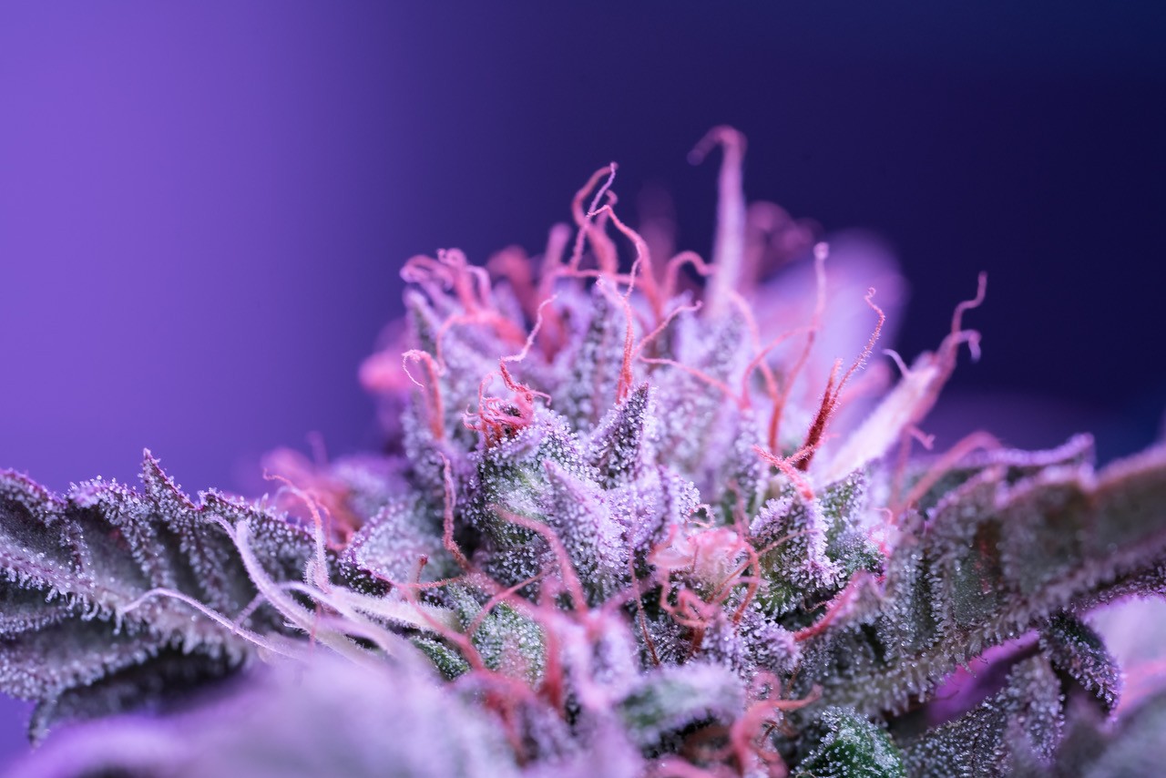 B-rsenkandidat-Canify-AG-Starkes-Wachstum-2025