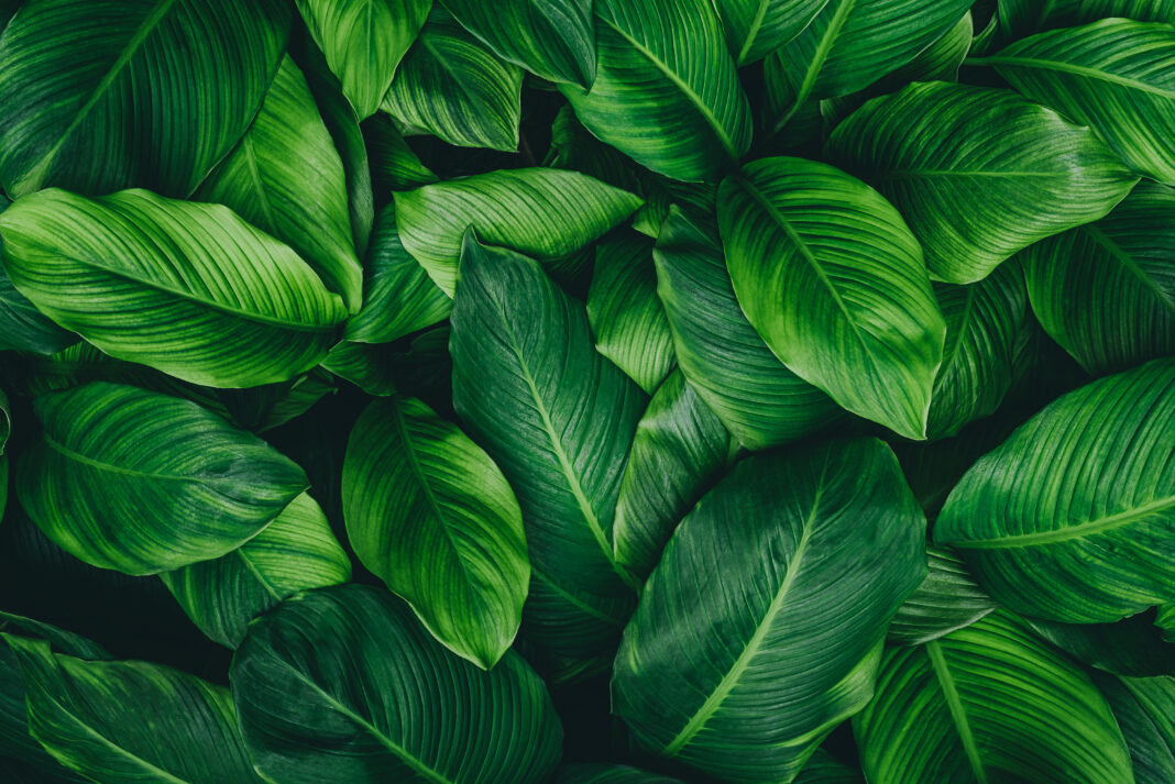 abstract green leaf texture, nature background, tropical leaf Symbolbild. abstract green leaf texture, nature background, tropical leaf. Copyright: eakarat - stock.adobe.com