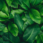 Wagnis für Wagniskapital mit 14leafs: 50 Milo. EUR aus Würzburg Symbolbild. abstract green leaf texture, nature background, tropical leaf. Copyright: eakarat - stock.adobe.com