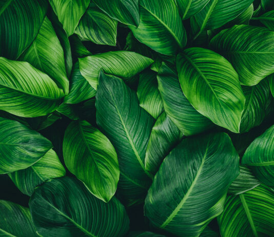 Wagnis für Wagniskapital mit 14leafs: 50 Milo. EUR aus Würzburg Symbolbild. abstract green leaf texture, nature background, tropical leaf. Copyright: eakarat - stock.adobe.com