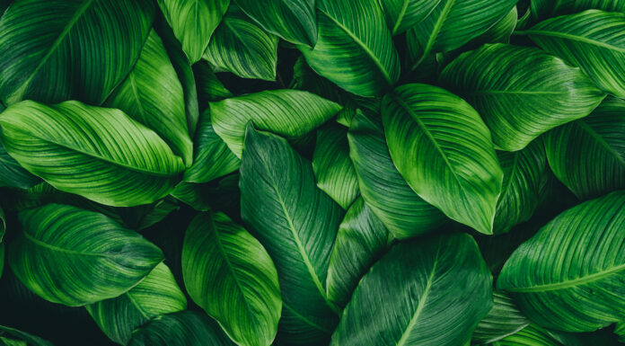 Wagnis für Wagniskapital mit 14leafs: 50 Milo. EUR aus Würzburg Symbolbild. abstract green leaf texture, nature background, tropical leaf. Copyright: eakarat - stock.adobe.com