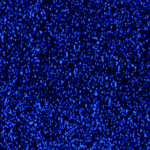 Blau angefärbte Zellkerne in einer Hydrogelkapsel. Copyright: CellTec Systems