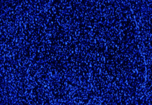 CellTec Systems: Die unendliche Rohstoffquelle Zelle Blau angefärbte Zellkerne in einer Hydrogelkapsel. Copyright: CellTec Systems