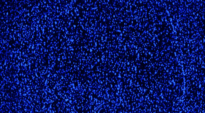 Blau angefärbte Zellkerne in einer Hydrogelkapsel. Copyright: CellTec Systems
