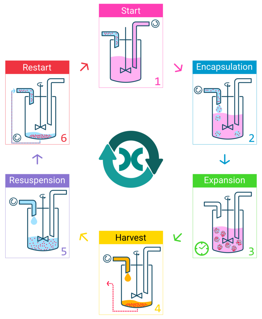 Zellvermehrung im Kapsel-Bioreaktur. Copyright: CellTec Systems